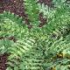 Mahonia Buckland
