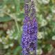 Buddleia Empire Blue
