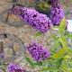 Buddleia Empire Blue