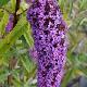 Buddleia Empire Blue