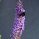 Buddleia Empire Blue