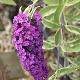 Buddleia Pink Delight