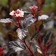 Physocarpe nain Little Devil �