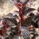 Physocarpe nain Little Devil �
