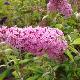 Buddleia Pink Delight