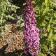 Buddleia Pink Delight