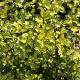 Pittosporum Limelight