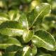 Pittosporum Limelight