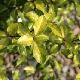 Pittosporum Limelight