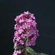 Buddleia Pink Delight