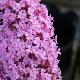 Buddleia Pink Delight