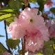 Cerisier � fleurs Pink Perfection