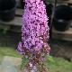 Buddleia Pink Delight
