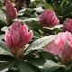 Rhododendron hybride Albert Schweitzer