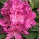 Rhododendron hybride Anna Krusche