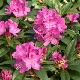 Rhododendron hybride Anna Krusche