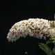 Buddleia White Profusion