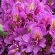 Rhododendron hybride Marcel M�nard