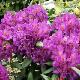 Rhododendron hybride Marcel M�nard