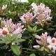 Rhododendron hybride Mrs T.H Lowinsky