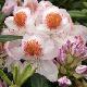 Rhododendron hybride Mrs T.H Lowinsky
