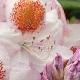 Rhododendron hybride Mrs T.H Lowinsky