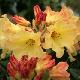 Rhododendron Nancy Evans