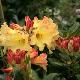 Rhododendron Nancy Evans
