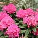 Rhododendron hybride Rocket