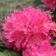 Rhododendron hybride Rocket