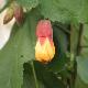 Abutilon Kentish Belle