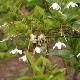 Styrax rubricalyx