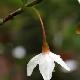 Styrax rubricalyx