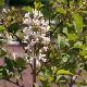 Lilas de Rouen blanc