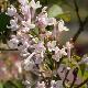 Lilas de Rouen blanc