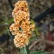 Buddleia Sungold