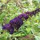Buddleia Black Knight