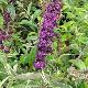 Buddleia � feuilles panach�es