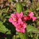 Weigelia Bristol Ruby