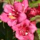 Weigelia Bristol Ruby