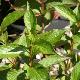 Weigela Stelzneri
