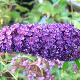 Buddleia Nanho Blue
