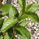 Weigela Stelzneri