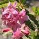 Weigela Stelzneri
