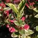 Weigelia hollandais panach�