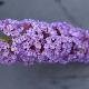 Buddleia Nanho Blue