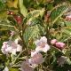 Weigelia nain panach�