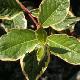 Weigelia nain panach�