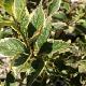Weigelia nain panach�