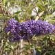 Buddleia Nanho Blue